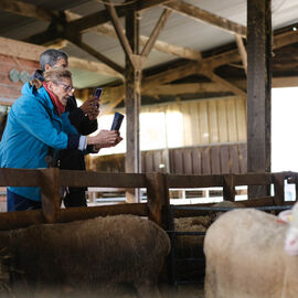 2 excursions étaient organisées pour nos seniors dans les Yvelines à la découverte à la Bergerie nationale de Rambouillet, sa ferme, ses élevages de moutons Mérinos élevés sur le site depuis 1786… Une visite agrémentée bien sûr d'un repas convivial en musique ![photos Sylvie Grima]