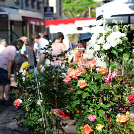 Le soleil au rendez-vous pour ce rendez-vous très apprécié des habitants, avec plus d’une trentaine de fleuristes, pépiniéristes et horticulteurs et de nombreux ateliers jardinage.