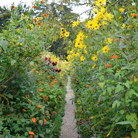 Les Seniors villejuifois à la découverte de Giverny : la fondation Claude Monet, son manoir normand et ses jardins, avant un déjeuner-dansant au Moulin de Fourges.