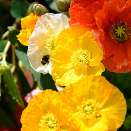 Le soleil au rendez-vous pour ce rendez-vous très apprécié des habitants, avec plus d’une trentaine de fleuristes, pépiniéristes et horticulteurs et de nombreux ateliers jardinage.