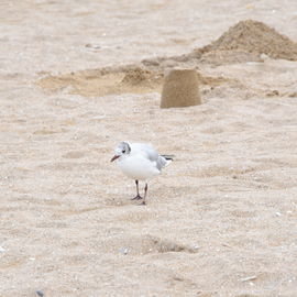 Avec l'opération "Villejuif à seulement 4,30€ de la mer", des centaines de Villejuifois peuvent bénéficier d'une sortie à la journée en bord de mer.