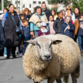 La future ferme urbaine de Villejuif accueillait sur son terrain son premier évènement public, avec stands d'association en lien avec l'environnement et l'agriculture, ateliers, balades à poney... et surtout une transhumance en ville avec un troupeau de moutons et ses bergers, partis de l'hôtel de ville! [photos Xiwen Wang]