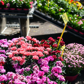 Le soleil au rendez-vous pour ce rendez-vous très apprécié des habitants, avec plus d’une trentaine de fleuristes, pépiniéristes et horticulteurs et de nombreux ateliers jardinage.