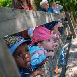Jeudi 25 mai, les enfants de la crèche Robert Lebon se sont rendus à la base de loisirs de Port-aux-Cerises, à Draveil, en bonne compagnie. Une dizaine de Seniors villejuifois·es les ont accompagnés pour cette sortie nature: animaux de la ferme, jeux, pique-nique... [photos Sylvie Grima]