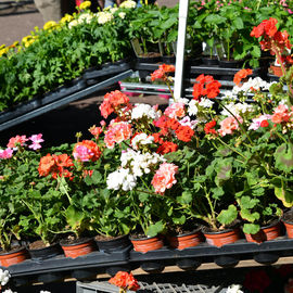 Le soleil au rendez-vous pour ce rendez-vous très apprécié des habitants, avec plus d’une trentaine de fleuristes, pépiniéristes et horticulteurs et de nombreux ateliers jardinage.