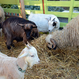 Marché gourmand, mini-ferme, ateliers cuisine et visite du Père Noël.