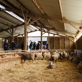 2 excursions étaient organisées pour nos seniors dans les Yvelines à la découverte à la Bergerie nationale de Rambouillet, sa ferme, ses élevages de moutons Mérinos élevés sur le site depuis 1786… Une visite agrémentée bien sûr d'un repas convivial en musique ![photos Sylvie Grima]
