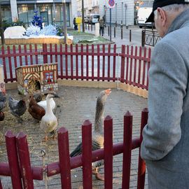 Marché gourmand, mini-ferme, ateliers cuisine et visite du Père Noël.