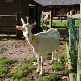 2 excursions étaient organisées pour nos seniors dans les Yvelines à la découverte à la Bergerie nationale de Rambouillet, sa ferme, ses élevages de moutons Mérinos élevés sur le site depuis 1786… Une visite agrémentée bien sûr d'un repas convivial en musique ![photos Sylvie Grima]