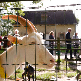 2 excursions étaient organisées pour nos seniors dans les Yvelines à la découverte à la Bergerie nationale de Rambouillet, sa ferme, ses élevages de moutons Mérinos élevés sur le site depuis 1786… Une visite agrémentée bien sûr d'un repas convivial en musique ![photos Sylvie Grima]