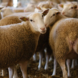 2 excursions étaient organisées pour nos seniors dans les Yvelines à la découverte à la Bergerie nationale de Rambouillet, sa ferme, ses élevages de moutons Mérinos élevés sur le site depuis 1786… Une visite agrémentée bien sûr d'un repas convivial en musique ![photos Sylvie Grima]