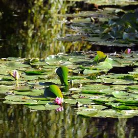 Les Seniors villejuifois à la découverte de Giverny : la fondation Claude Monet, son manoir normand et ses jardins, avant un déjeuner-dansant au Moulin de Fourges.