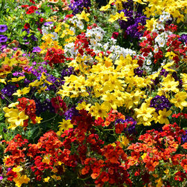 Le soleil au rendez-vous pour ce rendez-vous très apprécié des habitants, avec plus d’une trentaine de fleuristes, pépiniéristes et horticulteurs et de nombreux ateliers jardinage.